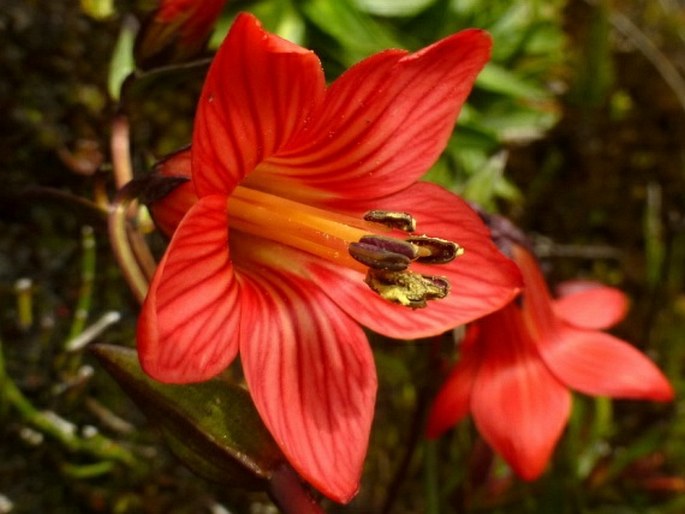 Gentianella cernua