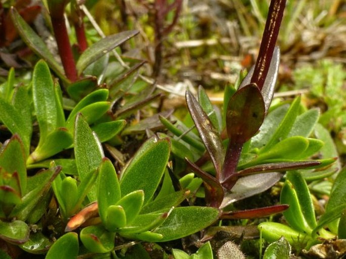 Gentianella cernua