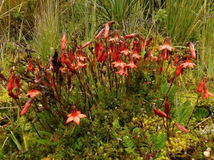 Gentianella cernua