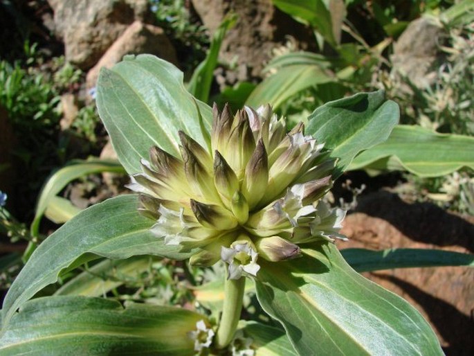 GENTIANA CRASSICAULIS Duthie ex Burkill - hořec / horec