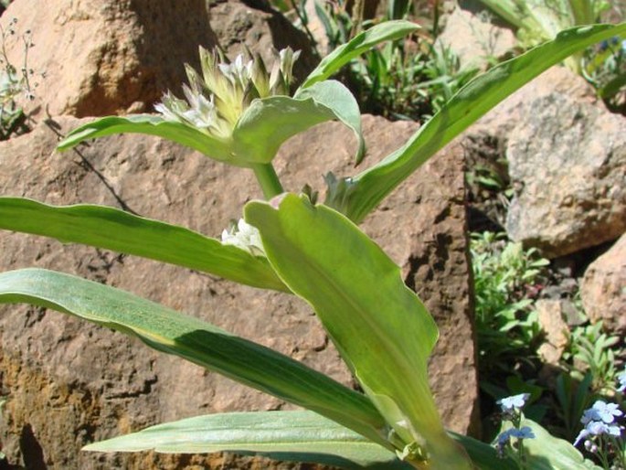 Gentiana crassicaulis