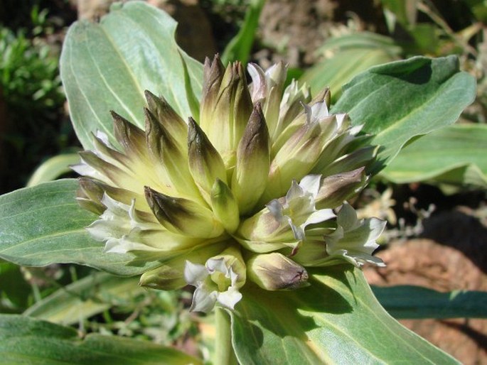 Gentiana crassicaulis