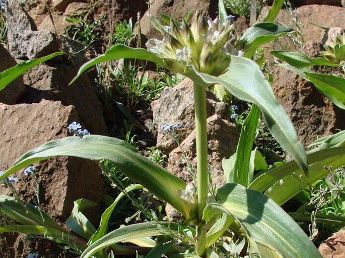 Gentiana crassicaulis