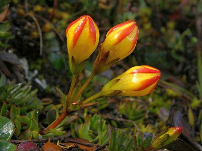 Gentianella hirculus