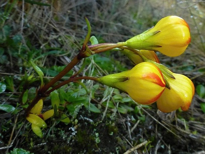 Gentianella hirculus