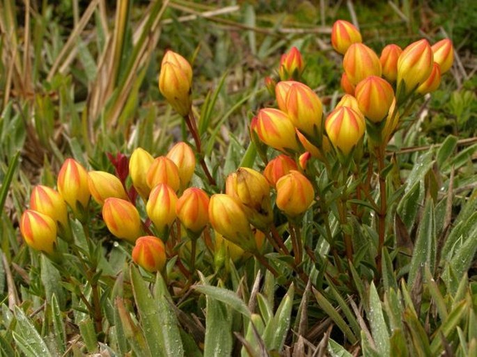 Gentianella hirculus