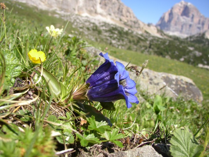 Gentiana acaulis