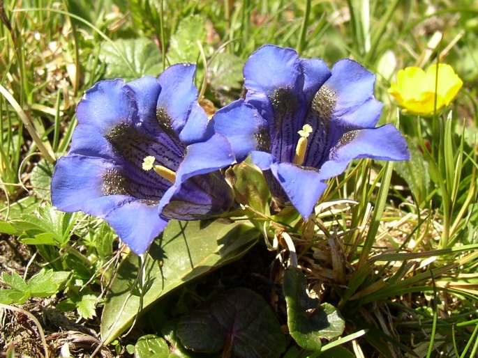 Gentiana acaulis