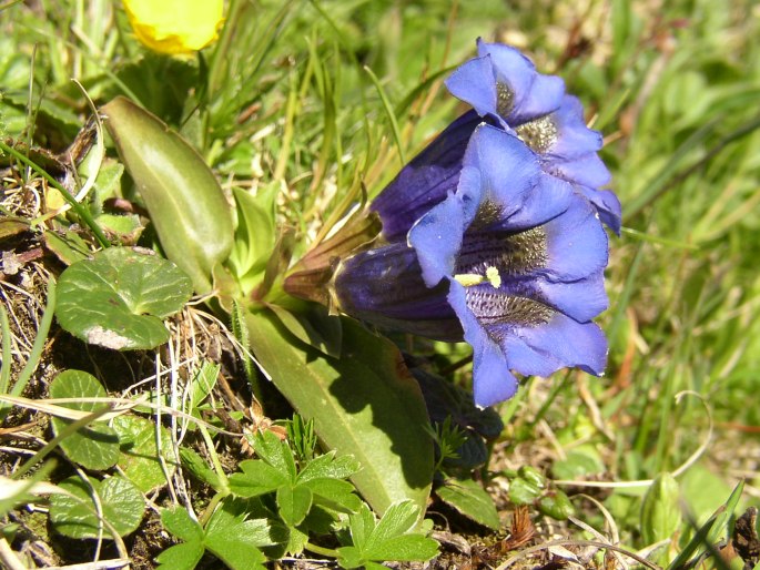 GENTIANA ACAULIS L. – hořec bezlodyžný / horec Kochov