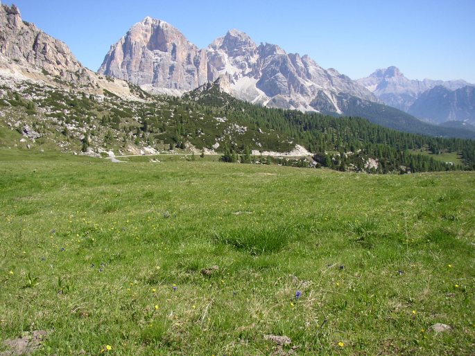 Gentiana acaulis