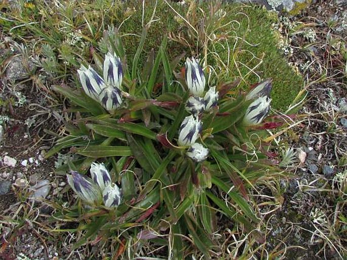 GENTIANA ALGIDA Pall. - hořec / horec