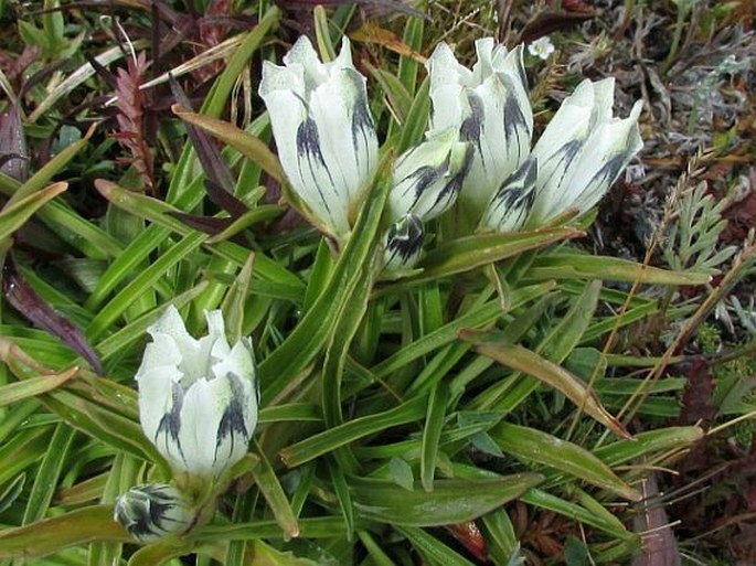 Gentiana algida