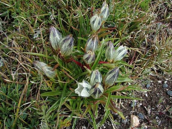 Gentiana algida