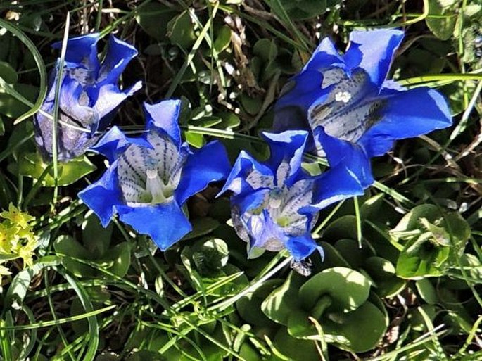 GENTIANA ALPINA Vill. - hořec / horec