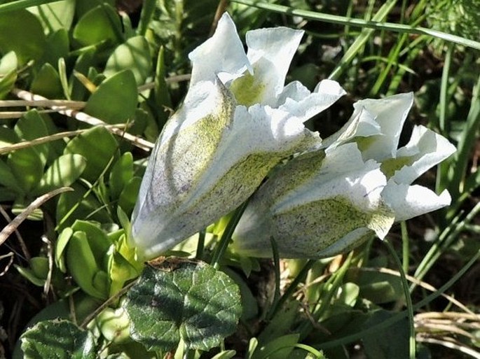 Gentiana alpina