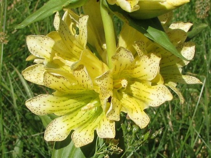 GENTIANA BURSERI Lapeyr. -  hořec / horec