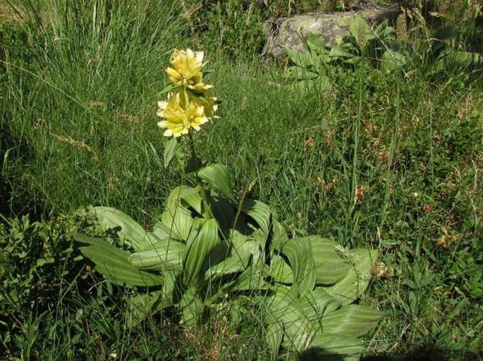 Gentiana burseri