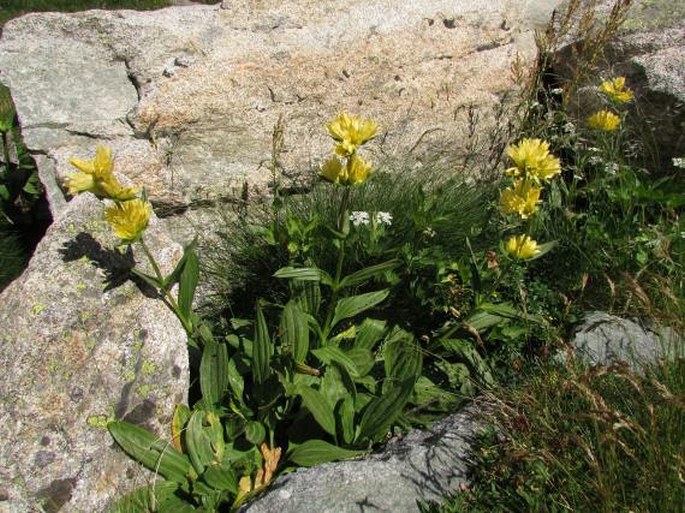 Gentiana burseri