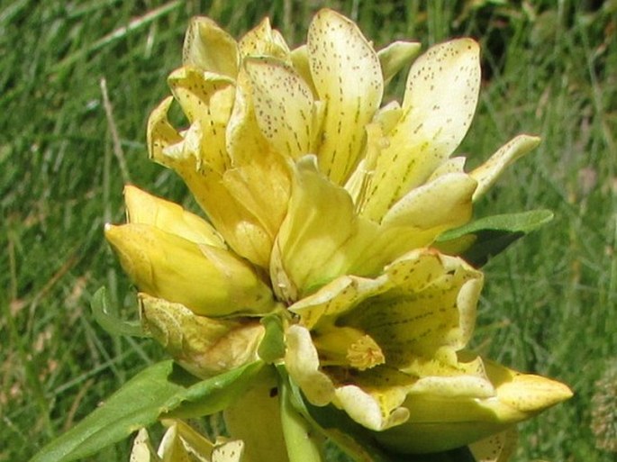 Gentiana burseri