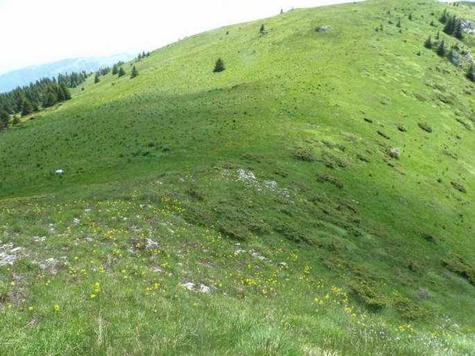 Gentiana verna subsp. balcanica