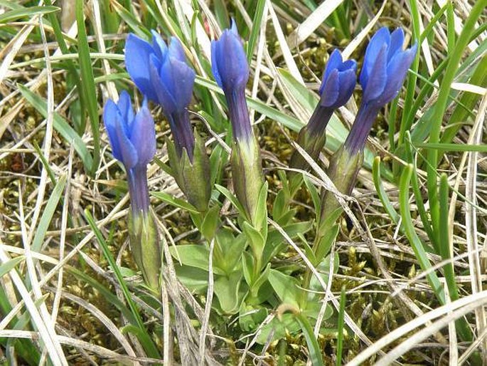 Gentiana verna subsp. balcanica