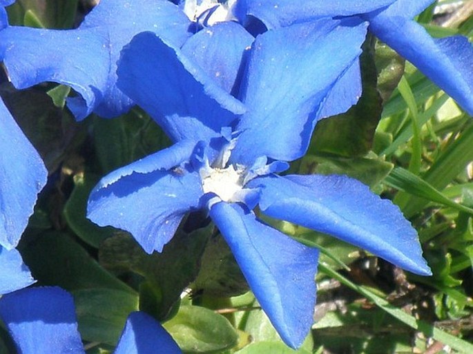 Gentiana verna subsp. balcanica