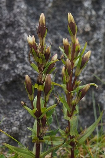 Gentianella amarella subsp. septentrionalis