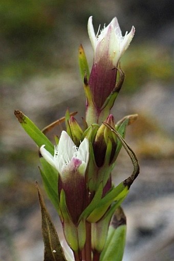 Gentianella amarella subsp. septentrionalis