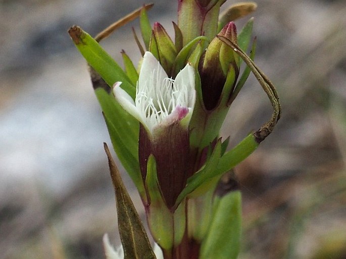 GENTIANELLA AMARELLA subsp. SEPTENTRIONALIS (Druce) N. M. Pritch. – hořeček nahořklý severní / horček