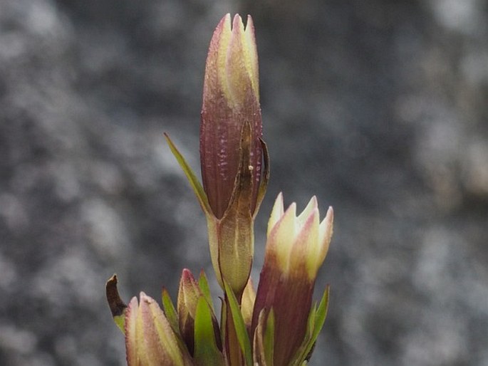 Gentianella amarella subsp. septentrionalis