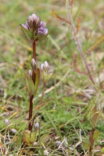 Gentianella aurea