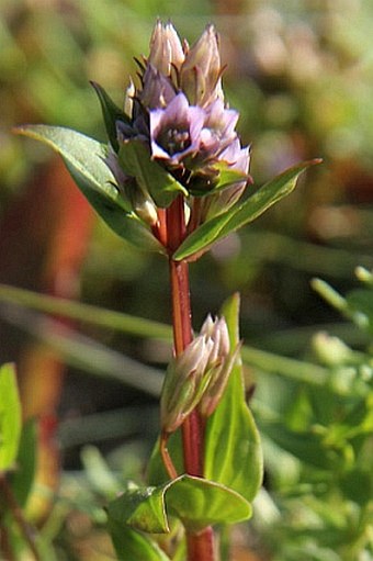 Gentianella aurea