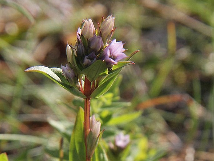 GENTIANELLA AUREA (L.) Harry Sm. – hořeček / pahorec