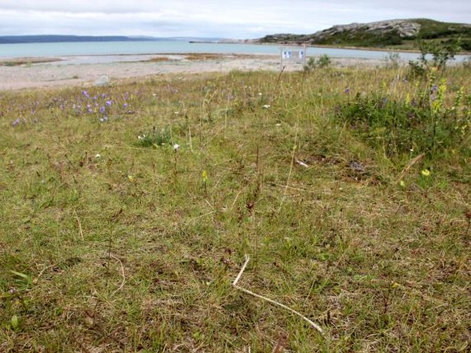 Gentianella aurea