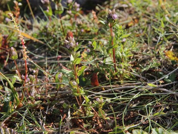 Gentianella aurea