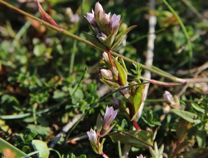 Gentianella aurea