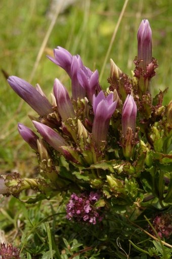 Gentianella crispata