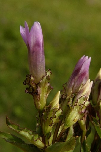 Gentianella crispata