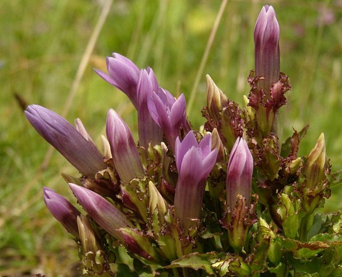 GENTIANELLA CRISPATA (Vis.) Holub – hořeček / horček