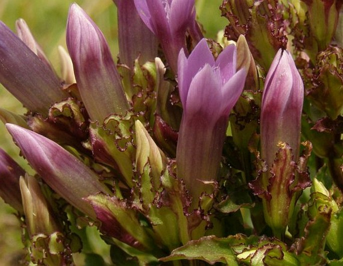 Gentianella crispata