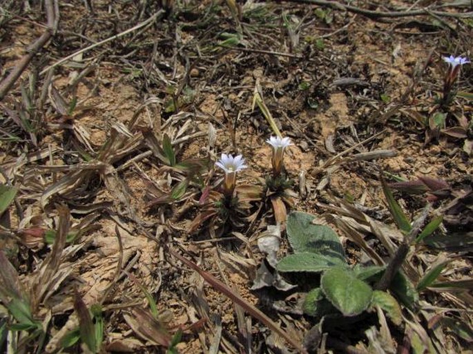 Gentiana loureiroi