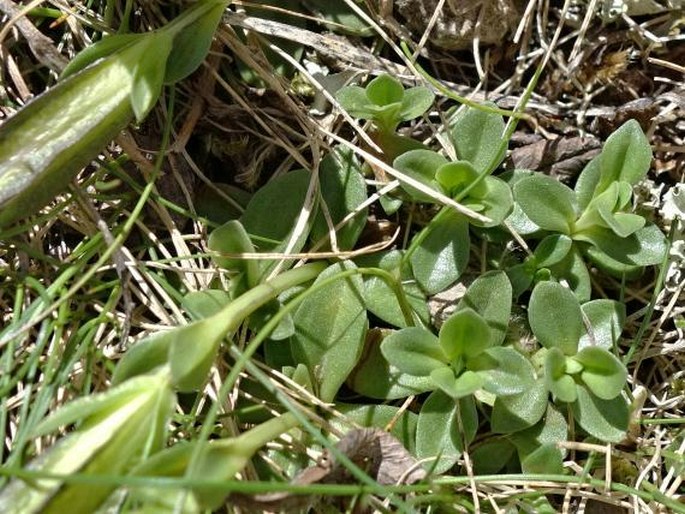 Gentiana brachyphylla subsp. favratii