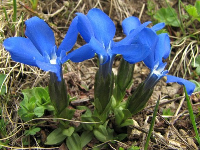 Gentiana verna subsp. pontica