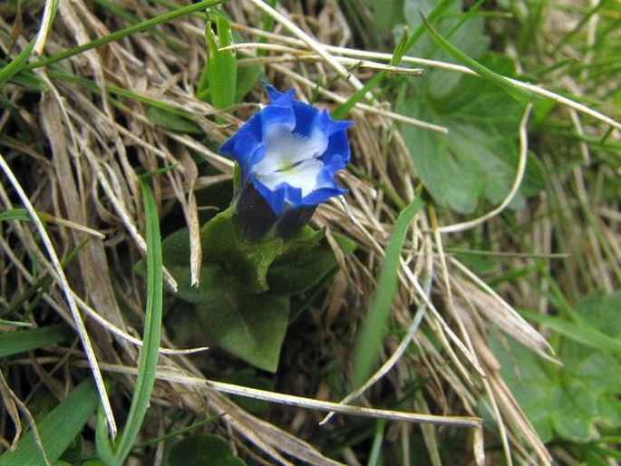 Gentiana verna subsp. pontica