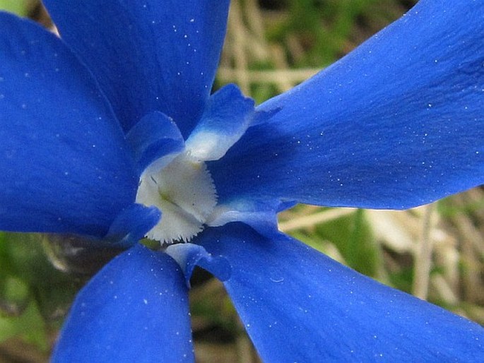 Gentiana verna subsp. pontica