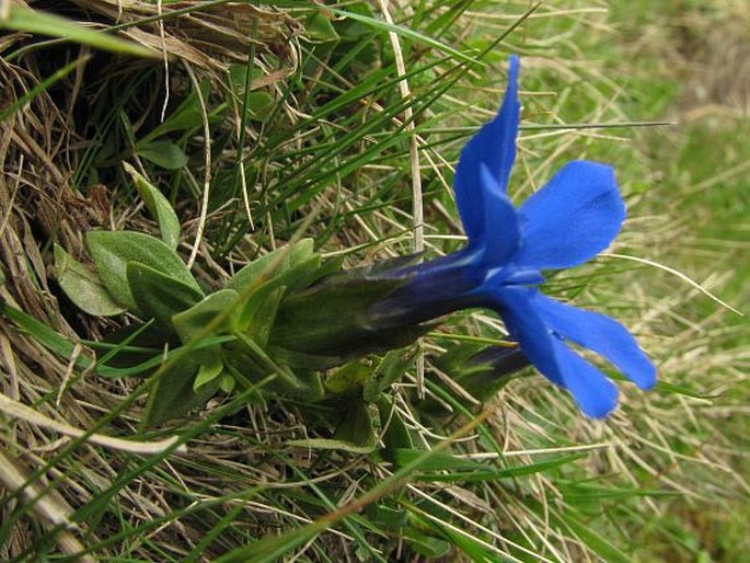 Gentiana verna subsp. pontica