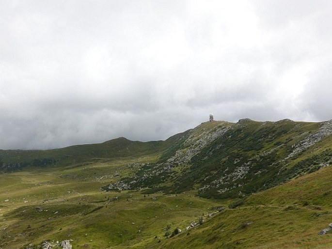 Gentianella - Rakousko