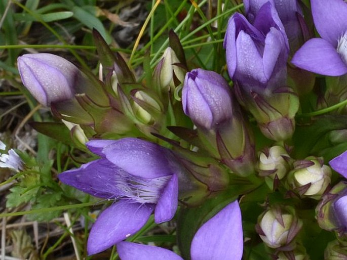 Gentianella - Rakousko