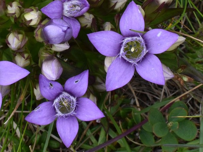 Gentianella - Rakousko