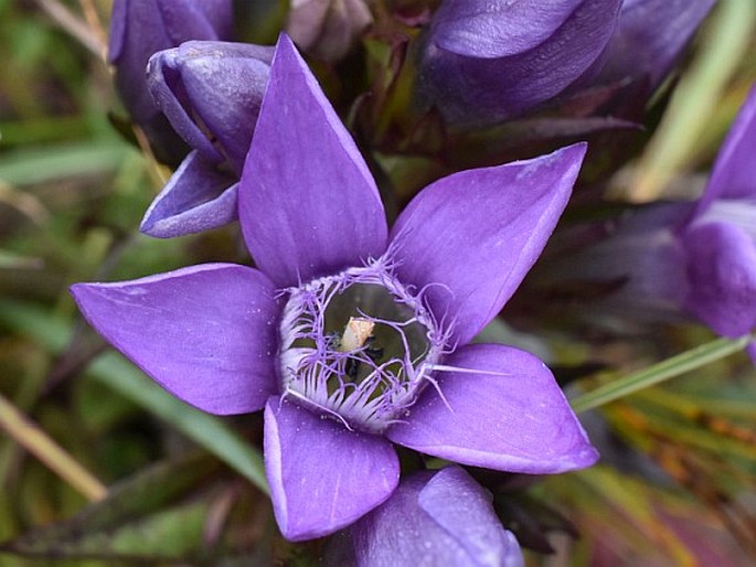 Gentianella - Rakousko